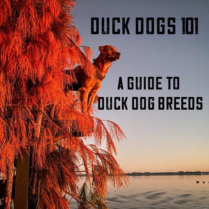 Duck Dogs 101: Understanding the Different Breeds and Their Roles